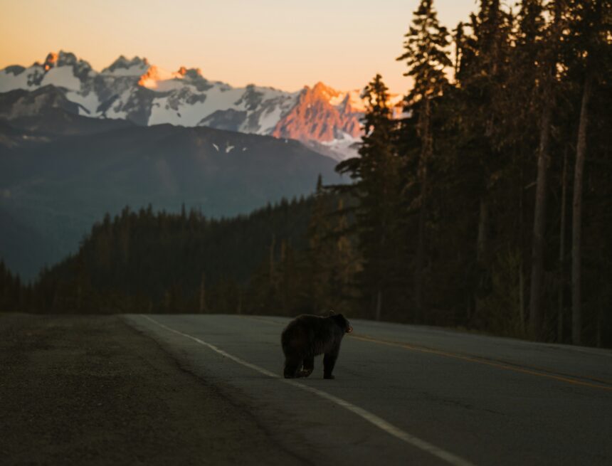 Would You Rather Be Alone with a Man or a Bear?